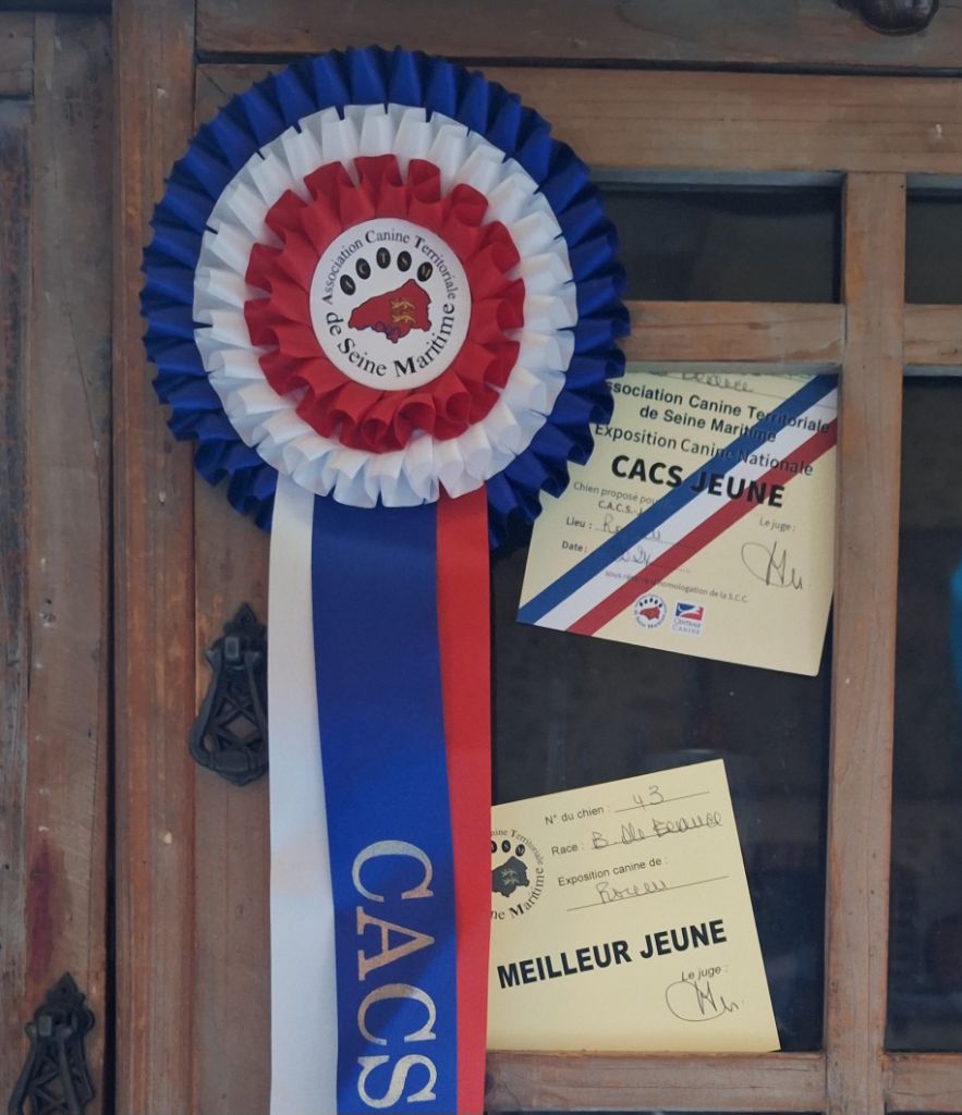 Des Pensées Bergères - Exposition Canine Nationale de Rouen 