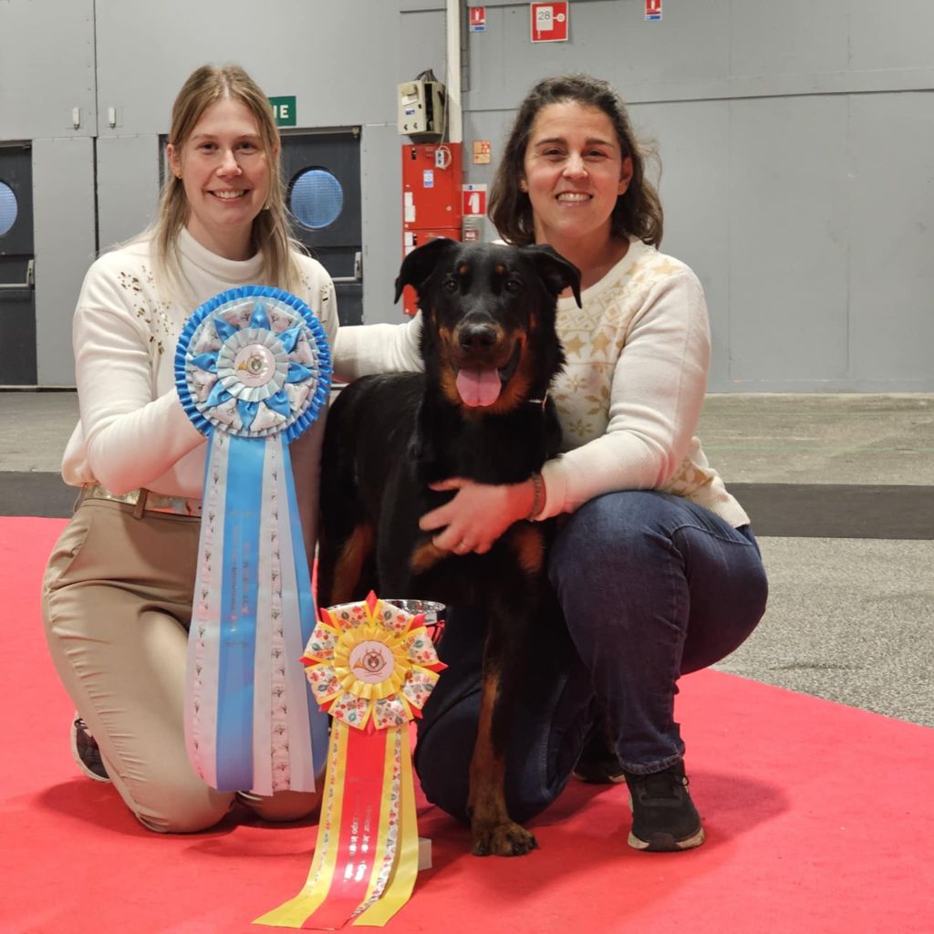 Des Pensées Bergères - Exposition Canine Internationale de Nantes 2024 