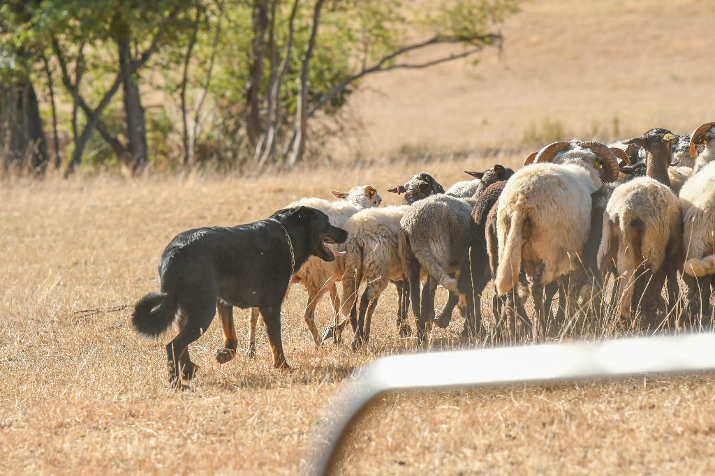 Niamey du haras santigny