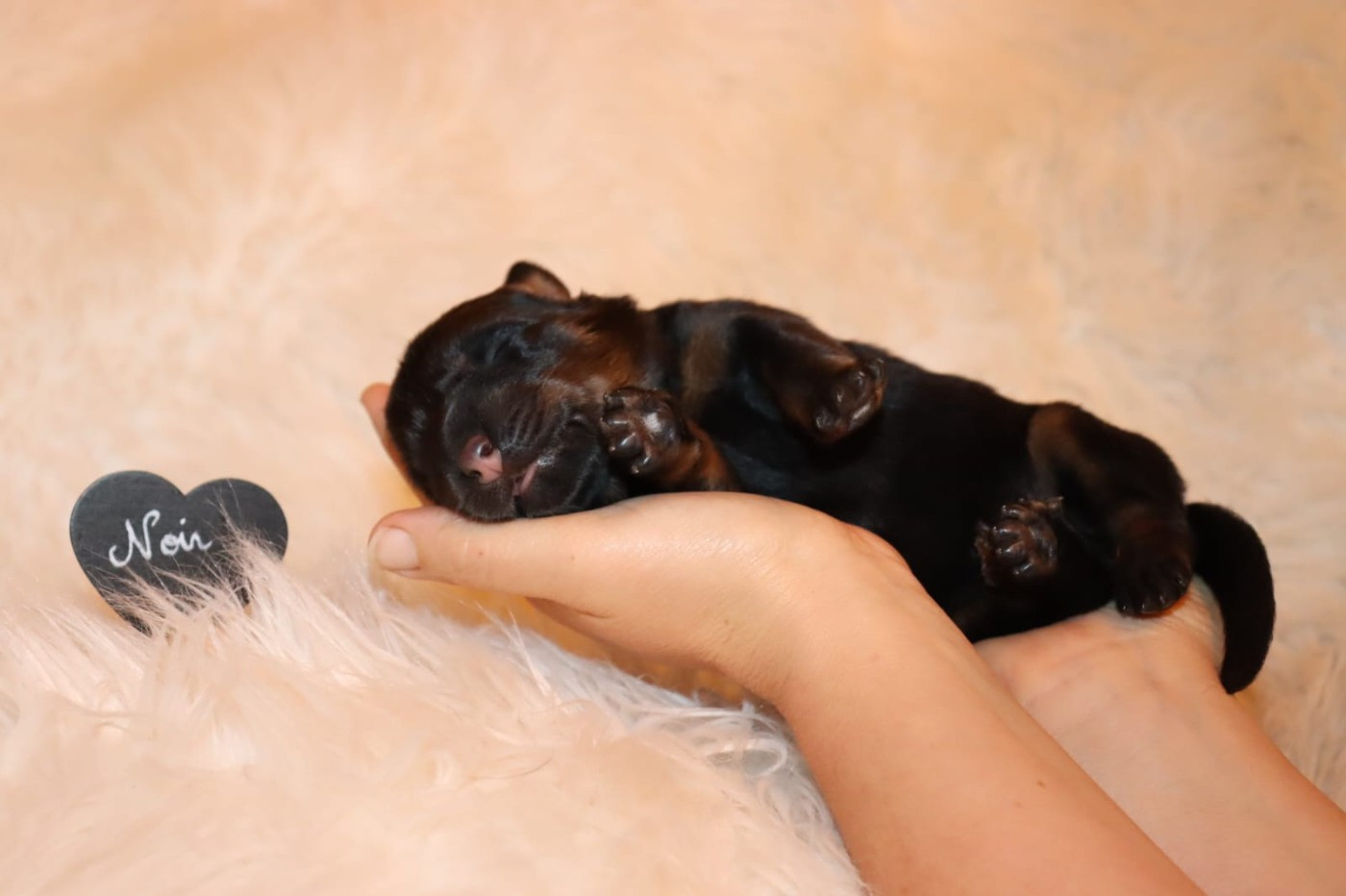 Des Pensées Bergères - Chiots disponibles - Berger de Beauce