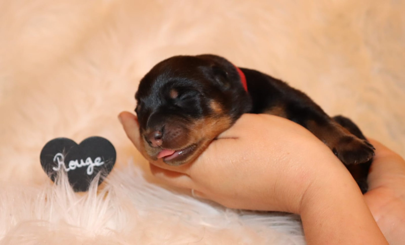 Des Pensées Bergères - Chiots disponibles - Berger de Beauce