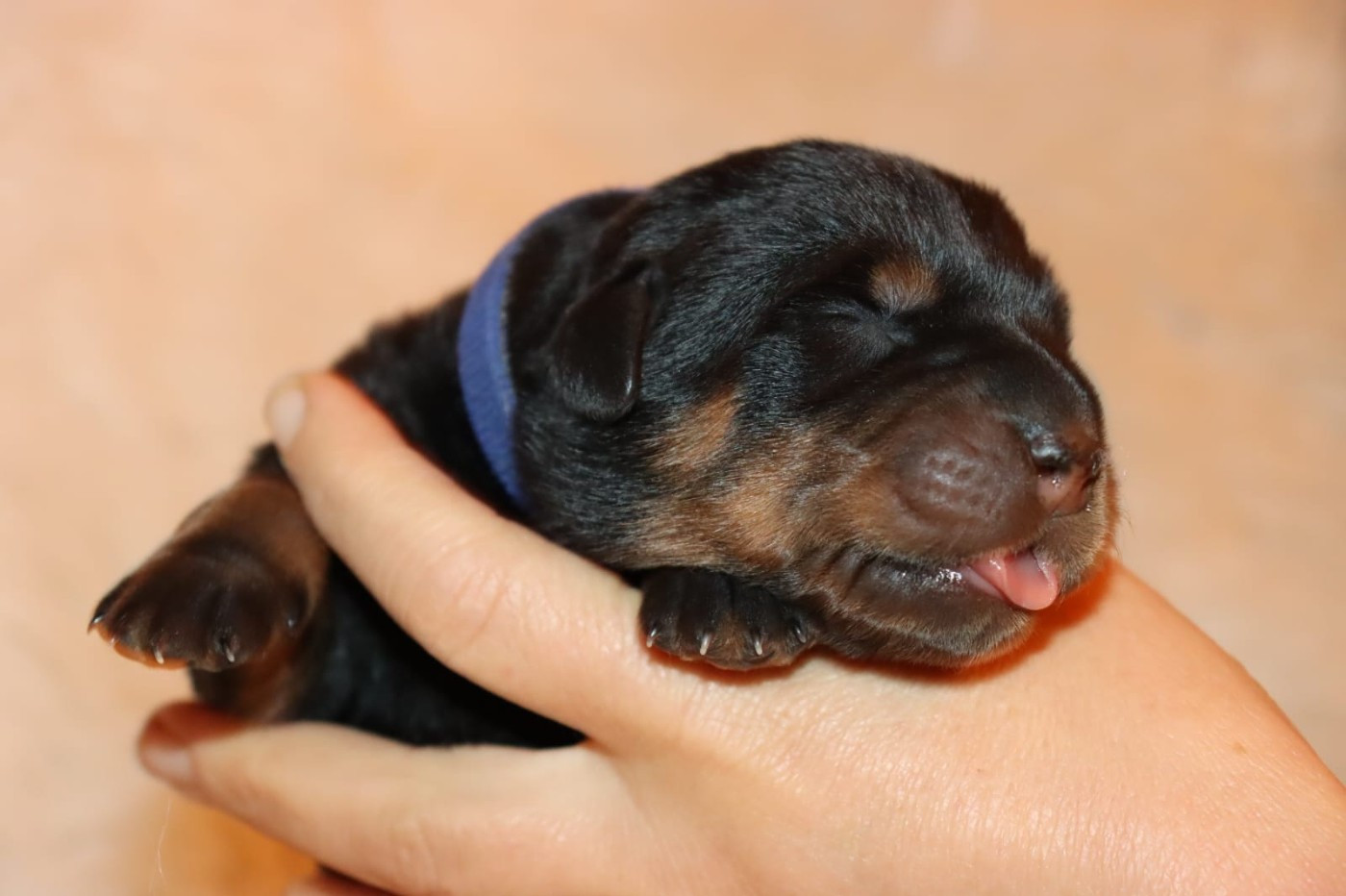 Des Pensées Bergères - Chiots disponibles - Berger de Beauce