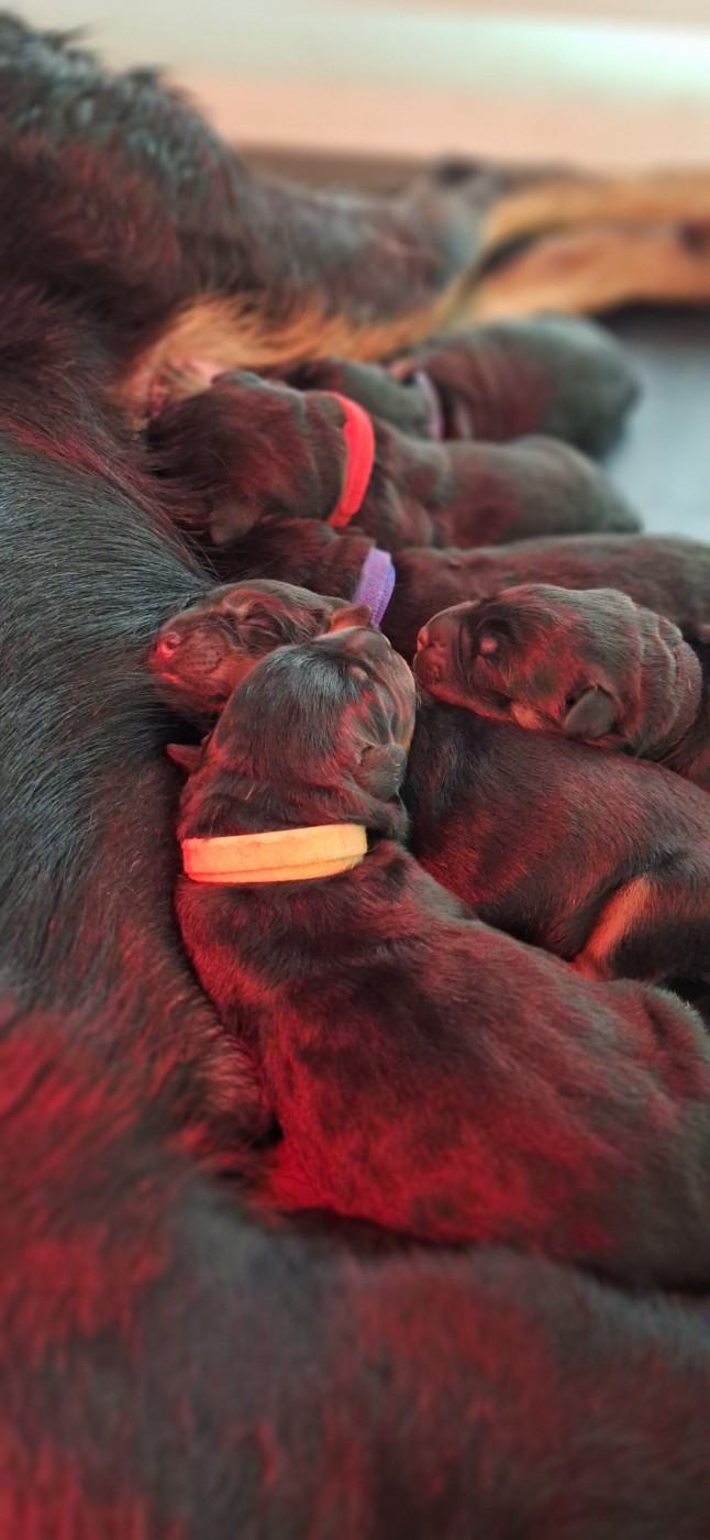Chiot Berger de Beauce Des Pensées Bergères