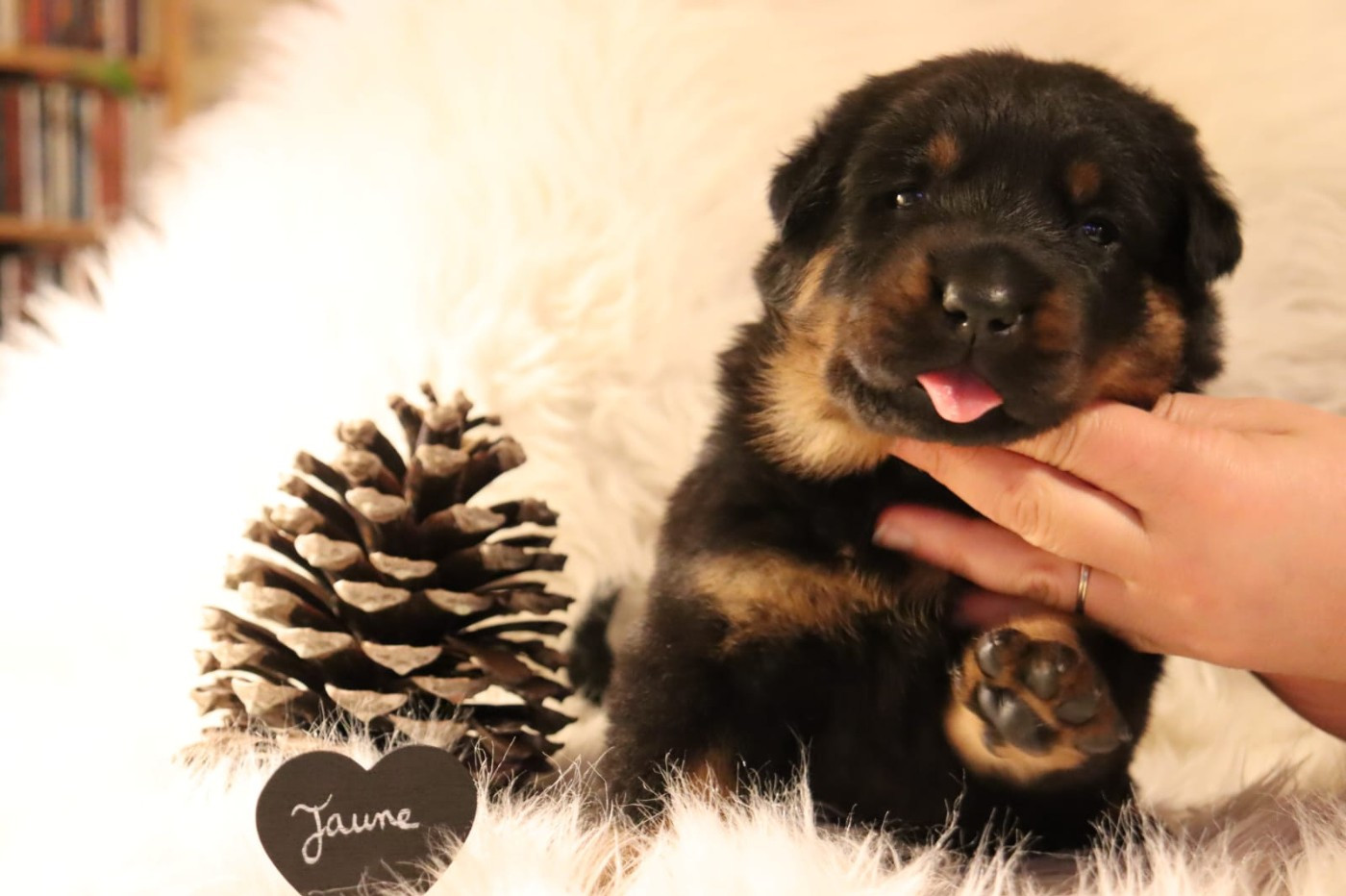 Des Pensées Bergères - Chiots disponibles - Berger de Beauce