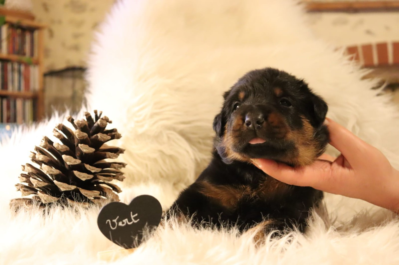 Des Pensées Bergères - Chiots disponibles - Berger de Beauce