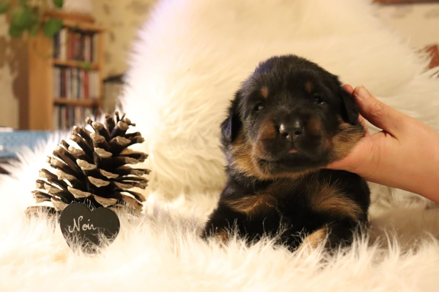 Des Pensées Bergères - Chiots disponibles - Berger de Beauce