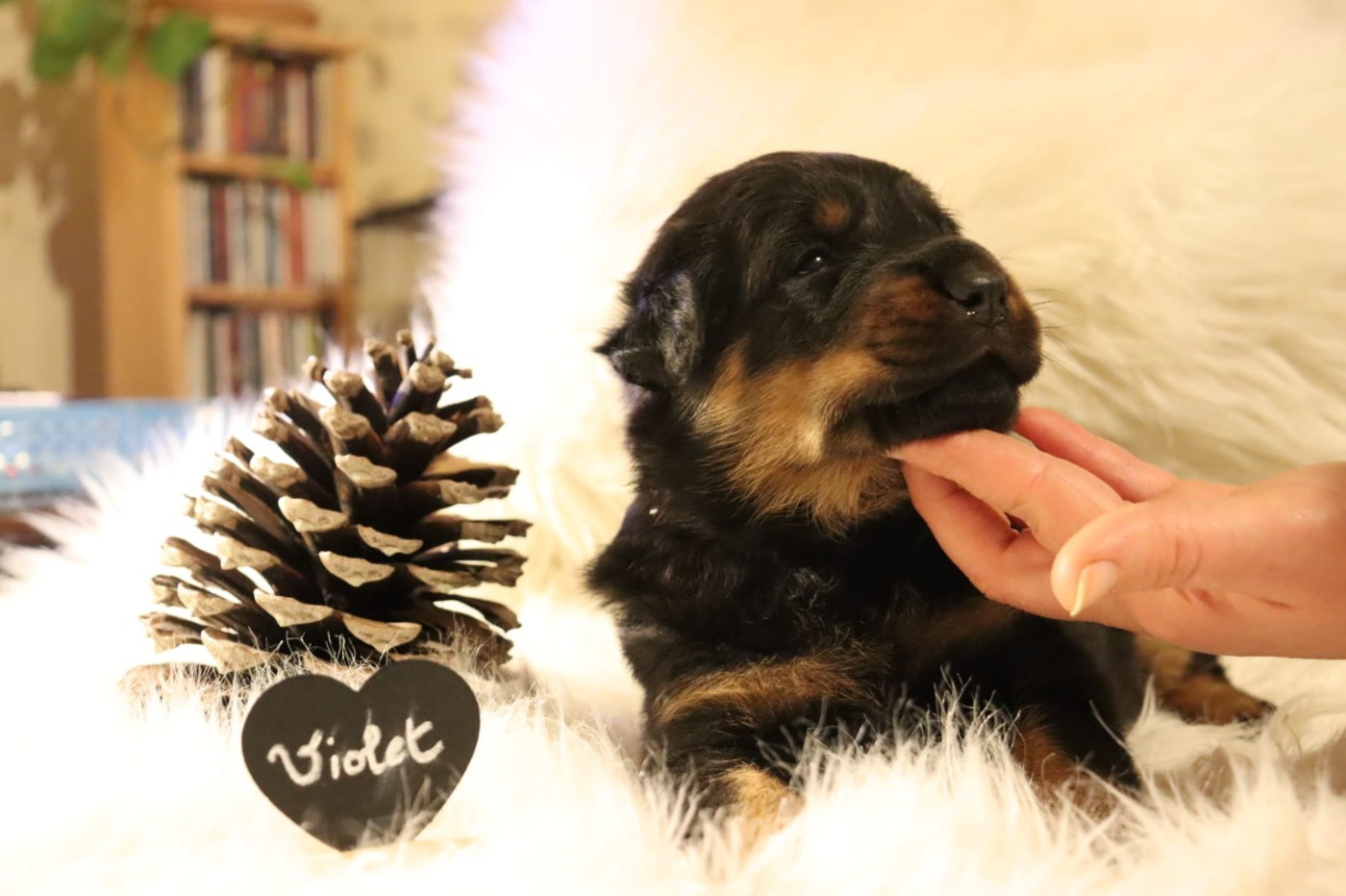 Des Pensées Bergères - Chiots disponibles - Berger de Beauce