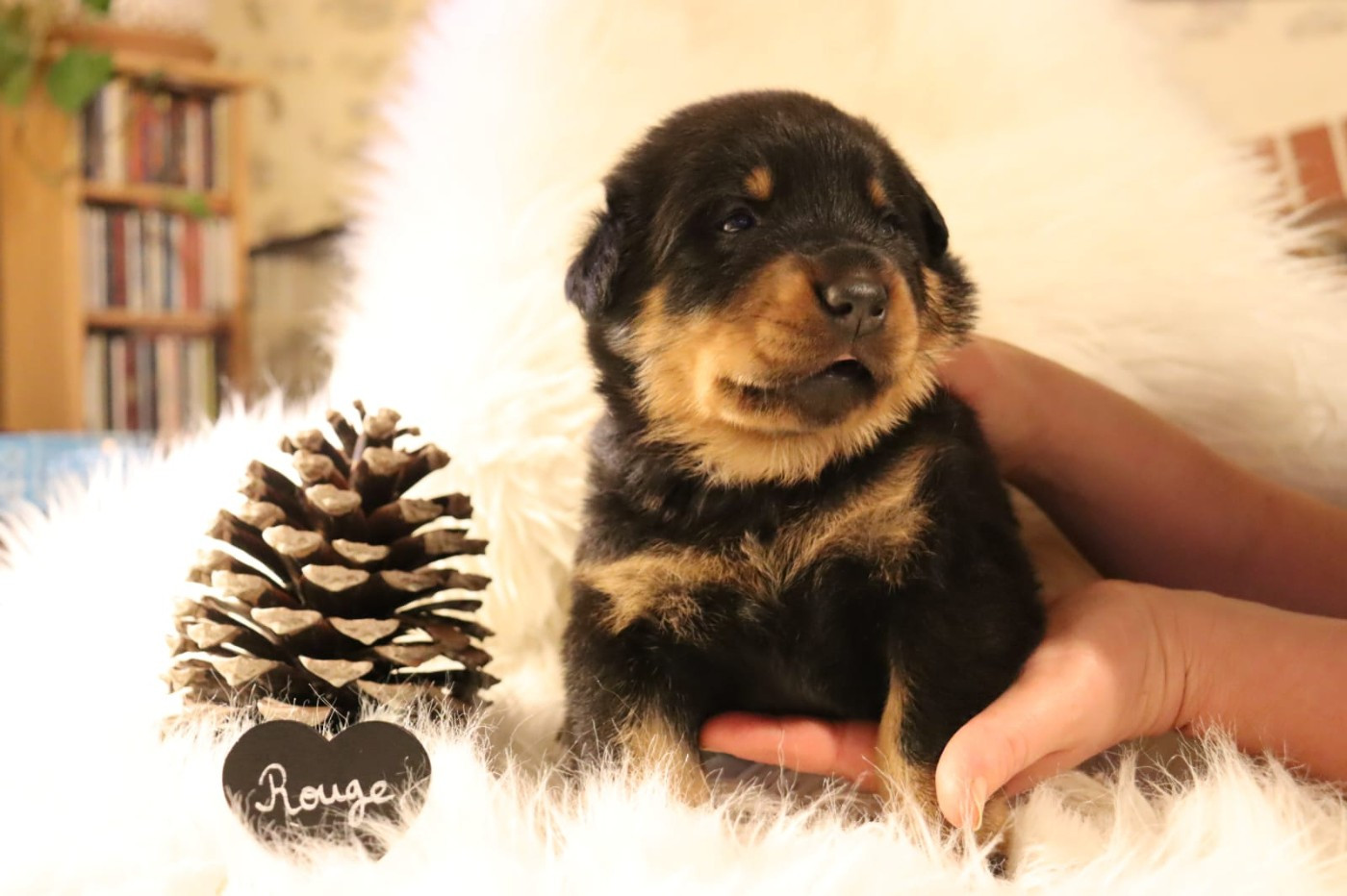 Des Pensées Bergères - Chiots disponibles - Berger de Beauce