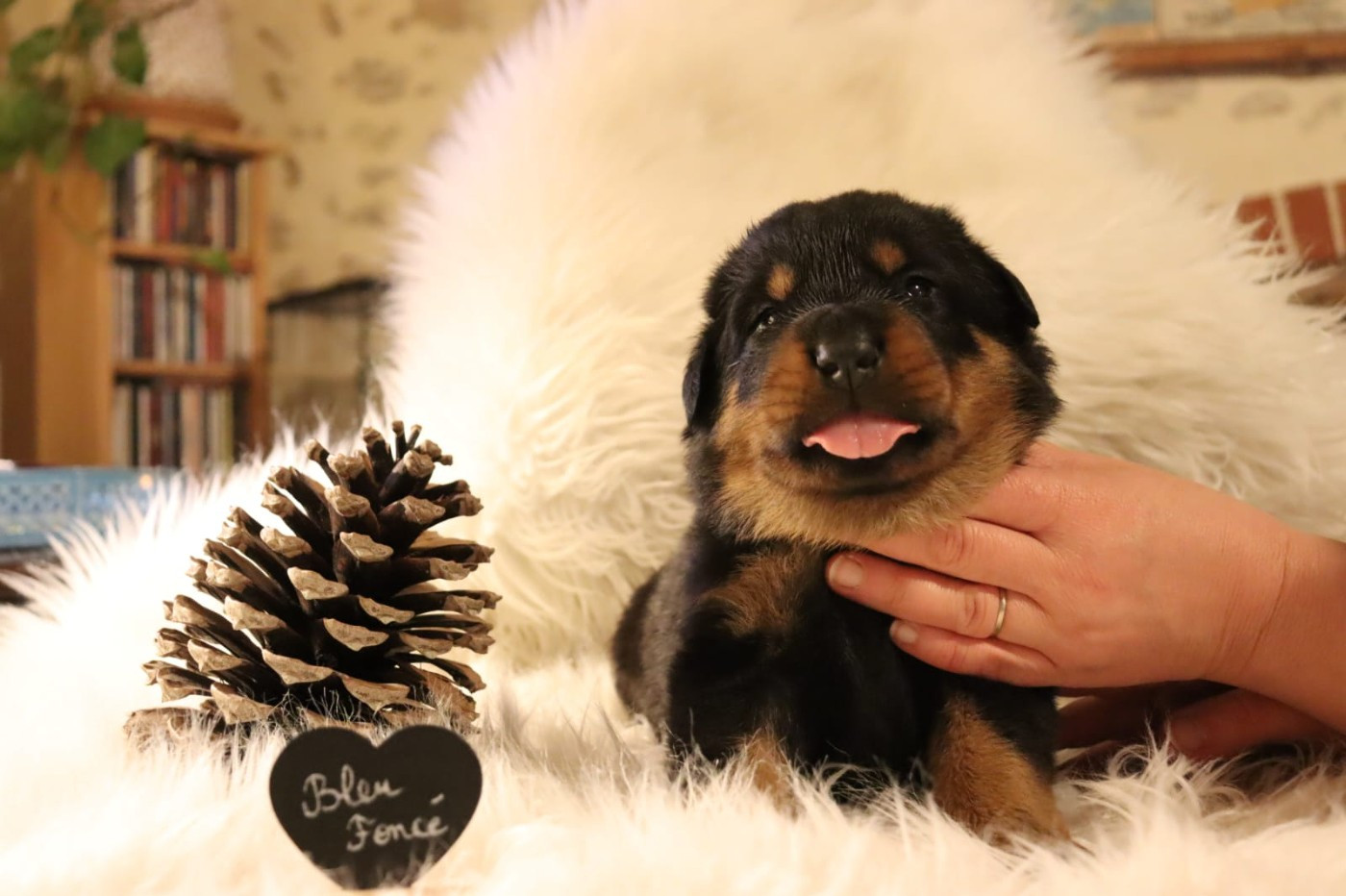 Des Pensées Bergères - Chiots disponibles - Berger de Beauce