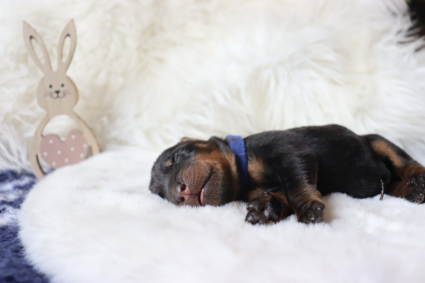 Des Pensées Bergères - Chiots disponibles - Berger de Beauce