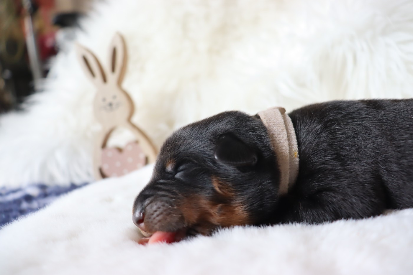 Des Pensées Bergères - Chiots disponibles - Berger de Beauce