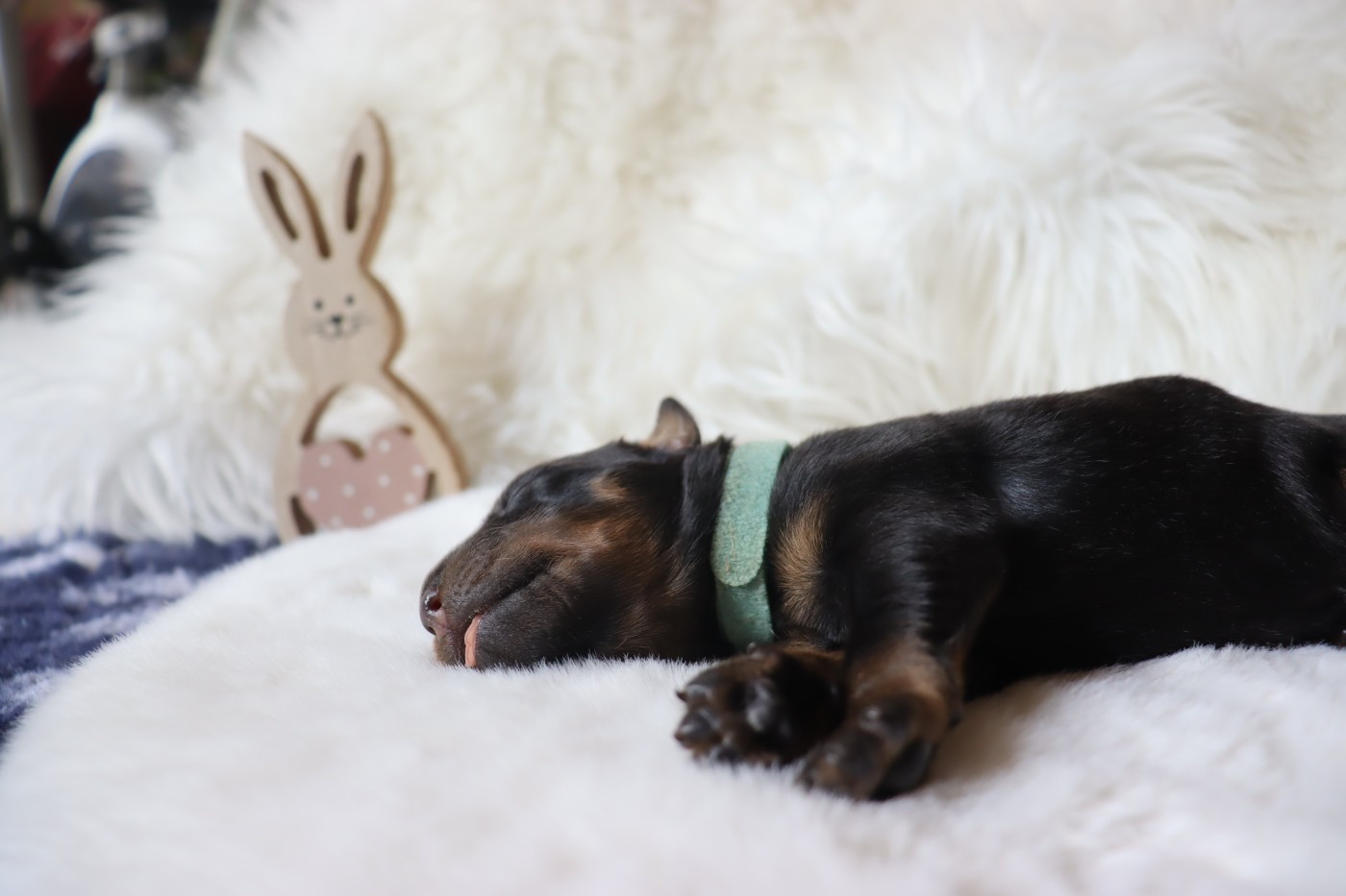 Des Pensées Bergères - Chiots disponibles - Berger de Beauce