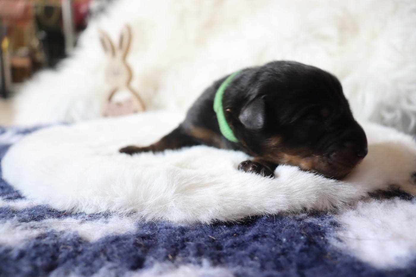Des Pensées Bergères - Chiots disponibles - Berger de Beauce