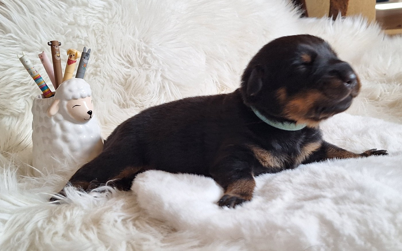 Des Pensées Bergères - Chiots disponibles - Berger de Beauce
