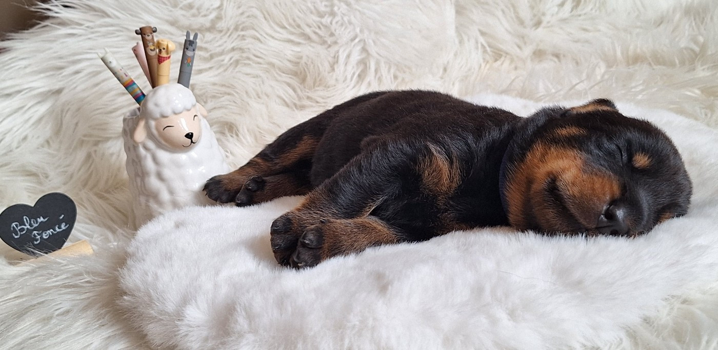 Des Pensées Bergères - Chiots disponibles - Berger de Beauce