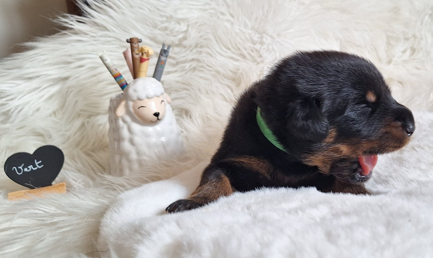 Des Pensées Bergères - Chiots disponibles - Berger de Beauce