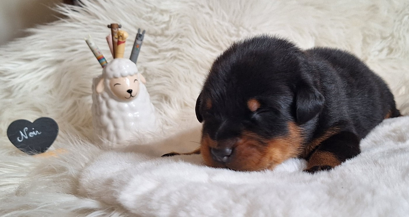 Des Pensées Bergères - Chiots disponibles - Berger de Beauce