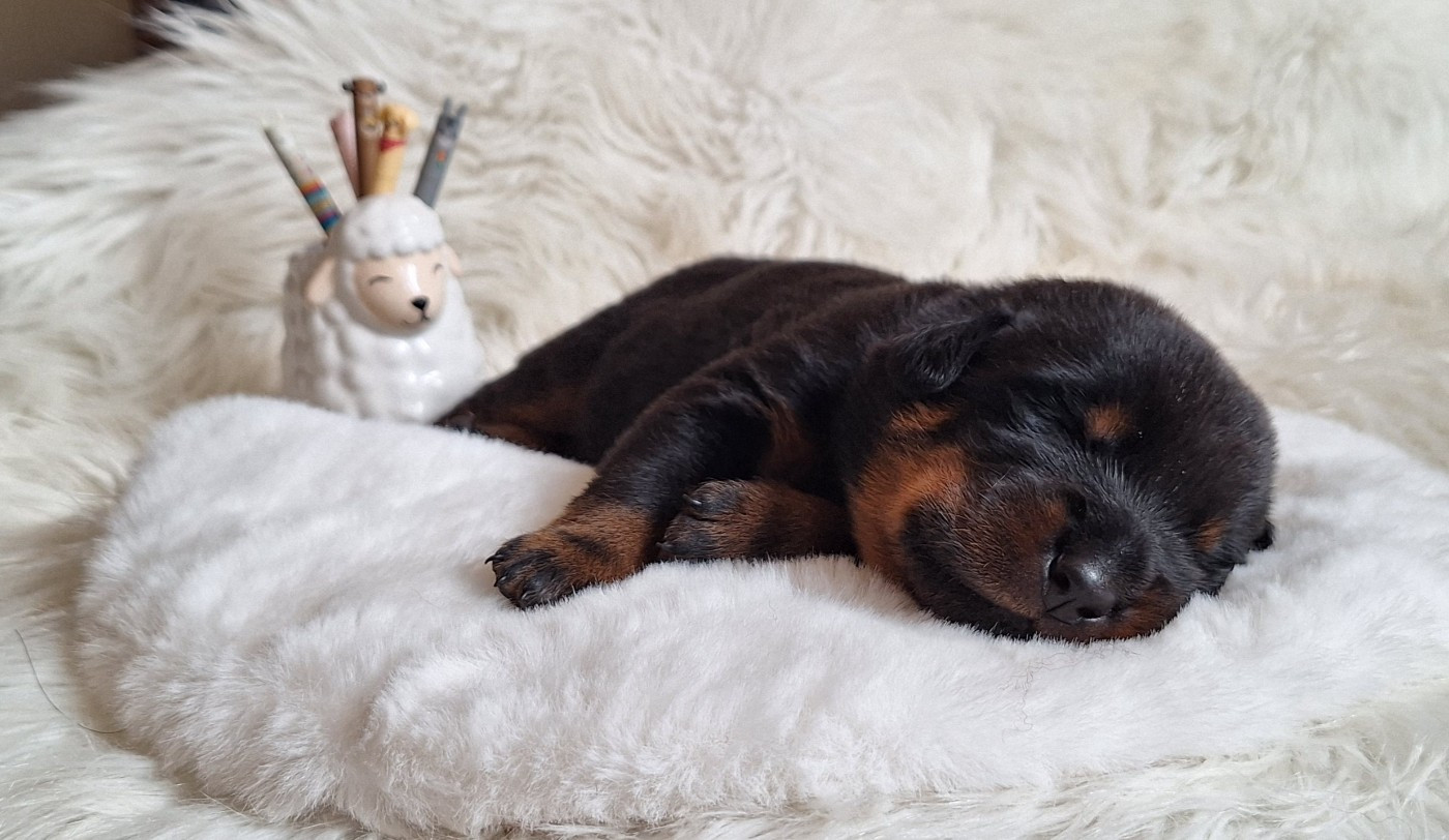 Des Pensées Bergères - Chiots disponibles - Berger de Beauce