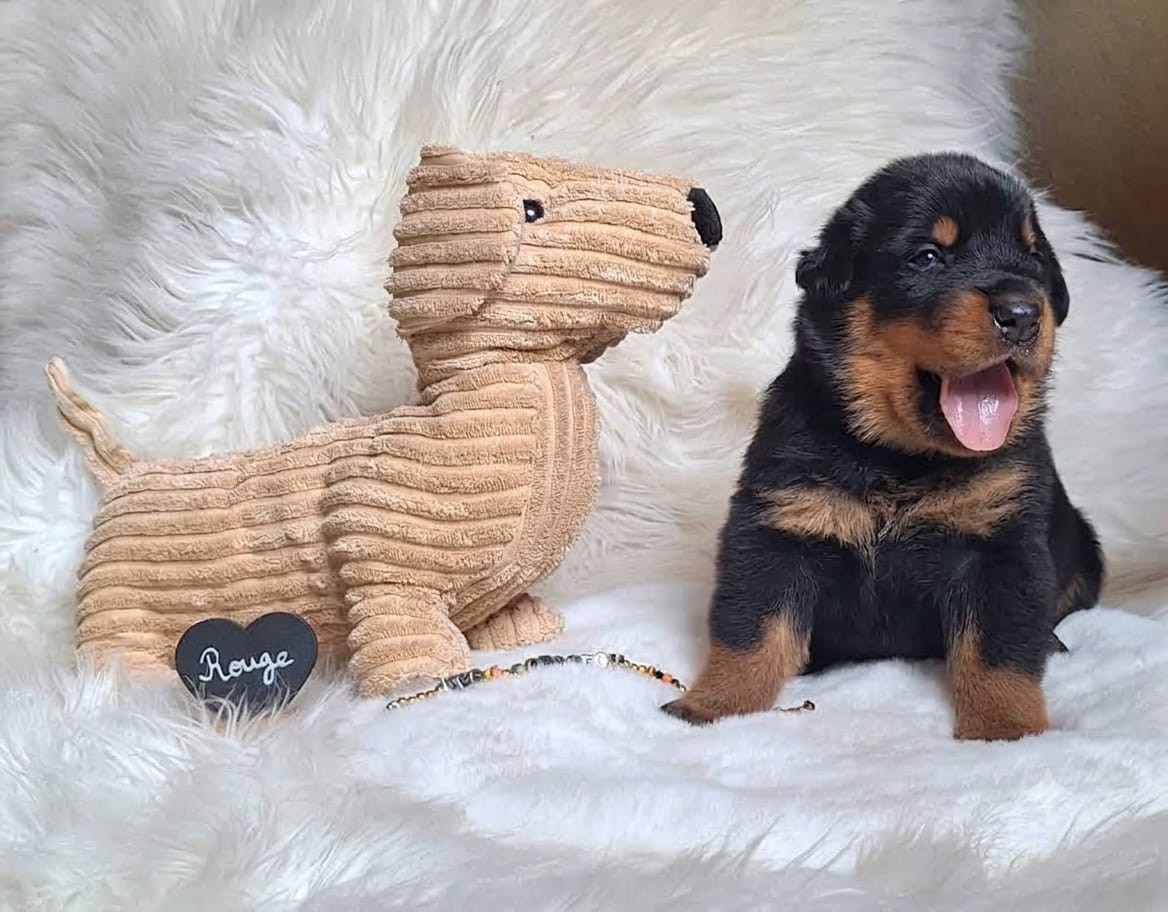 Des Pensées Bergères - Chiots disponibles - Berger de Beauce
