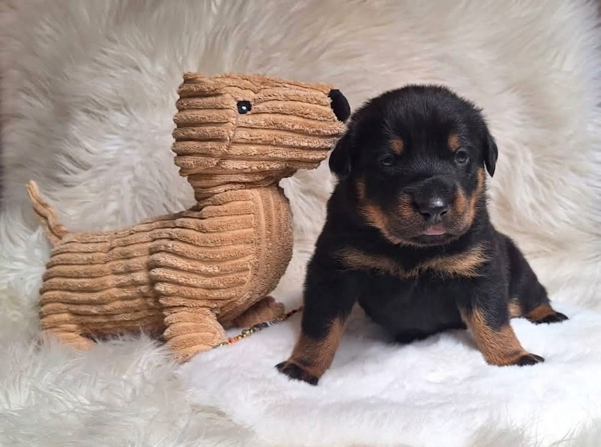 Des Pensées Bergères - Chiots disponibles - Berger de Beauce