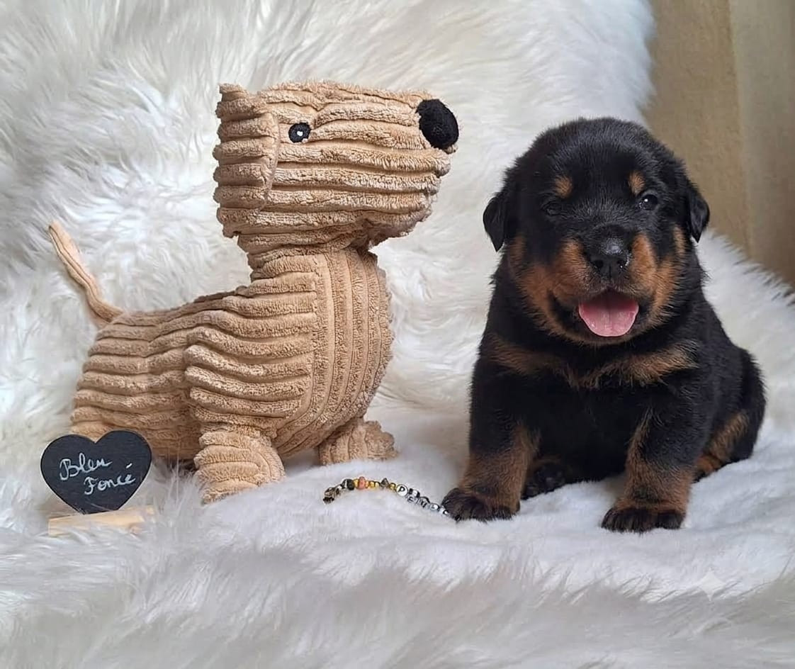 Des Pensées Bergères - Chiots disponibles - Berger de Beauce