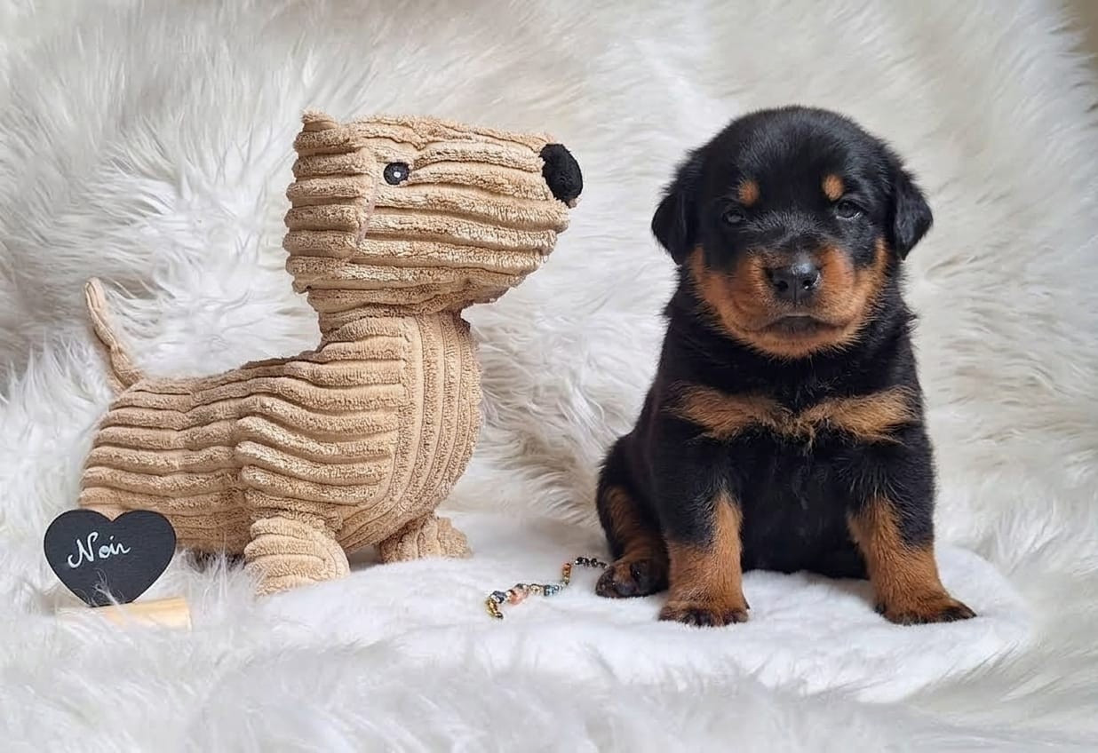 Des Pensées Bergères - Chiots disponibles - Berger de Beauce