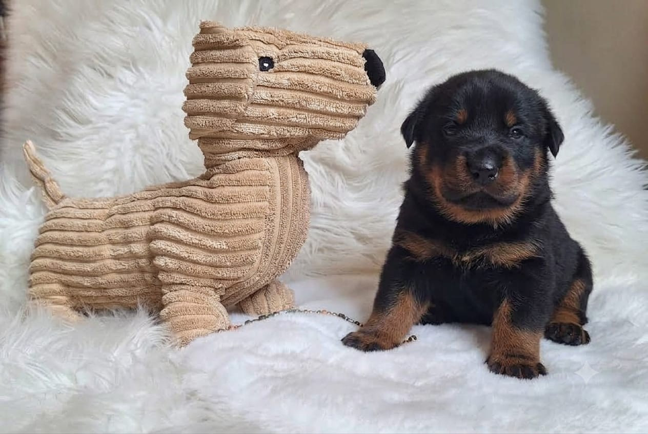 Des Pensées Bergères - Chiots disponibles - Berger de Beauce