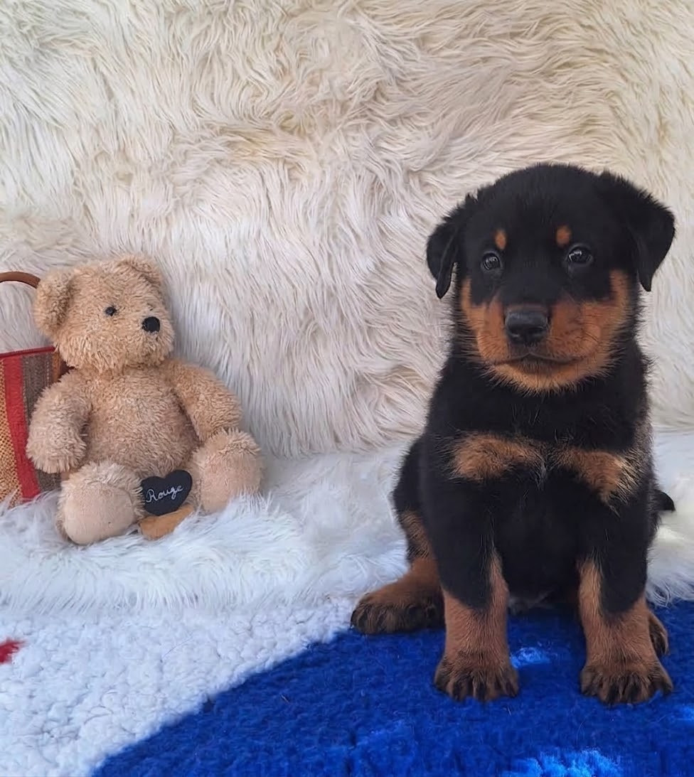 Des Pensées Bergères - Chiots disponibles - Berger de Beauce