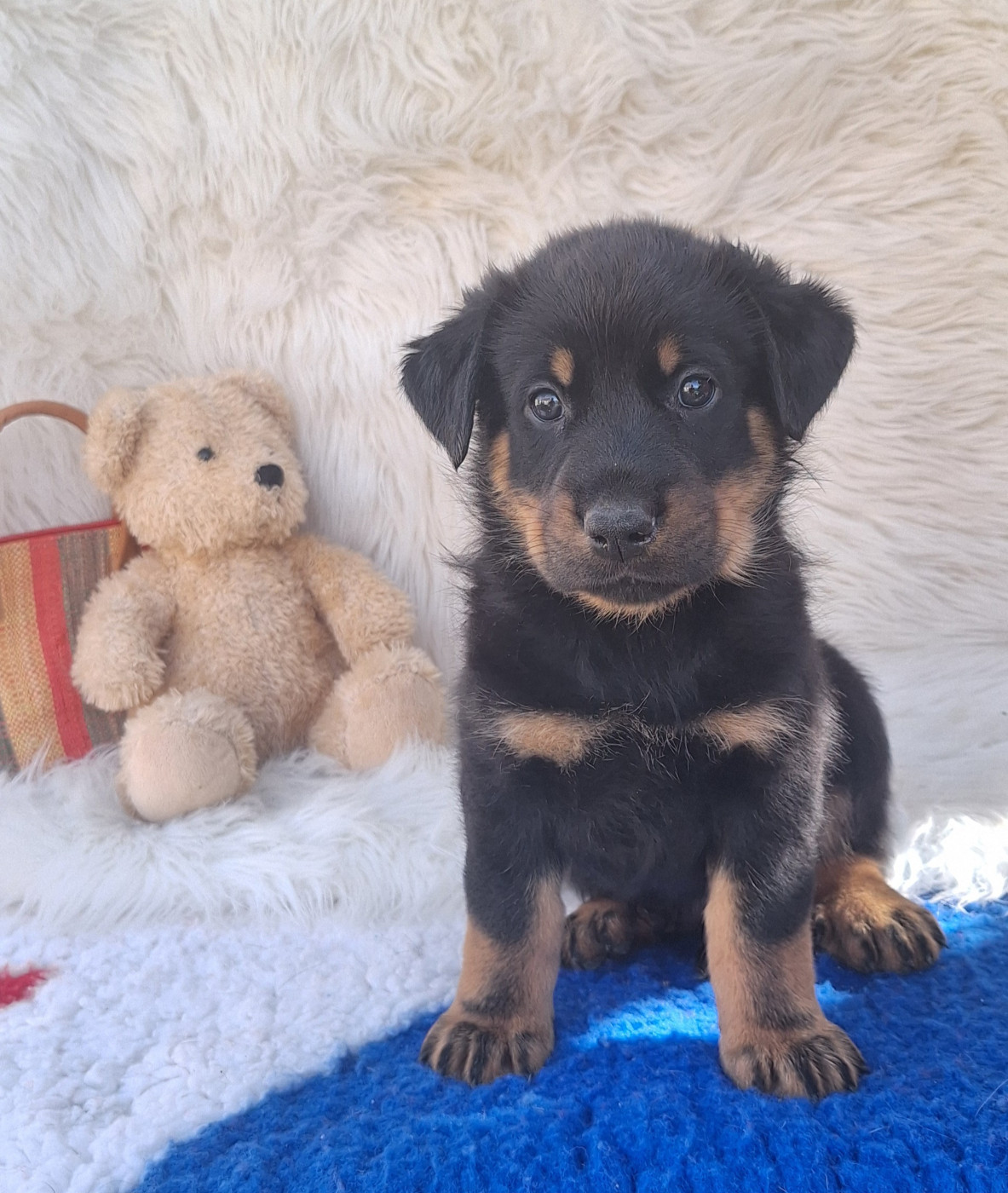 Des Pensées Bergères - Chiots disponibles - Berger de Beauce