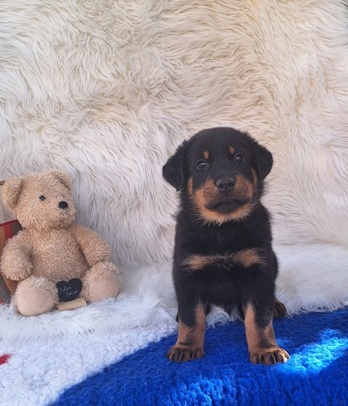 Des Pensées Bergères - Chiots disponibles - Berger de Beauce