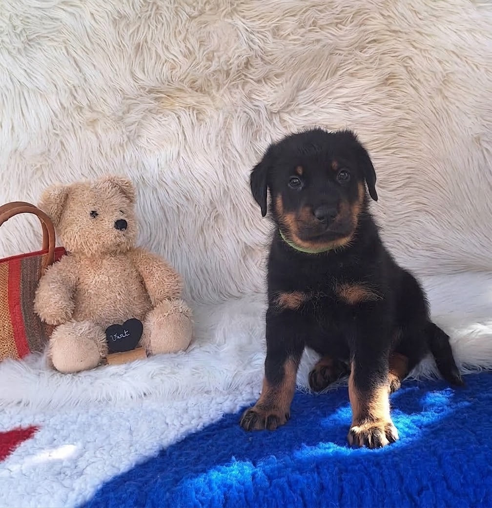 Des Pensées Bergères - Chiots disponibles - Berger de Beauce