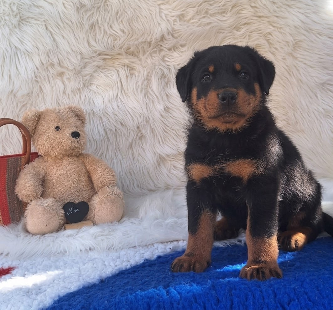 Des Pensées Bergères - Chiots disponibles - Berger de Beauce