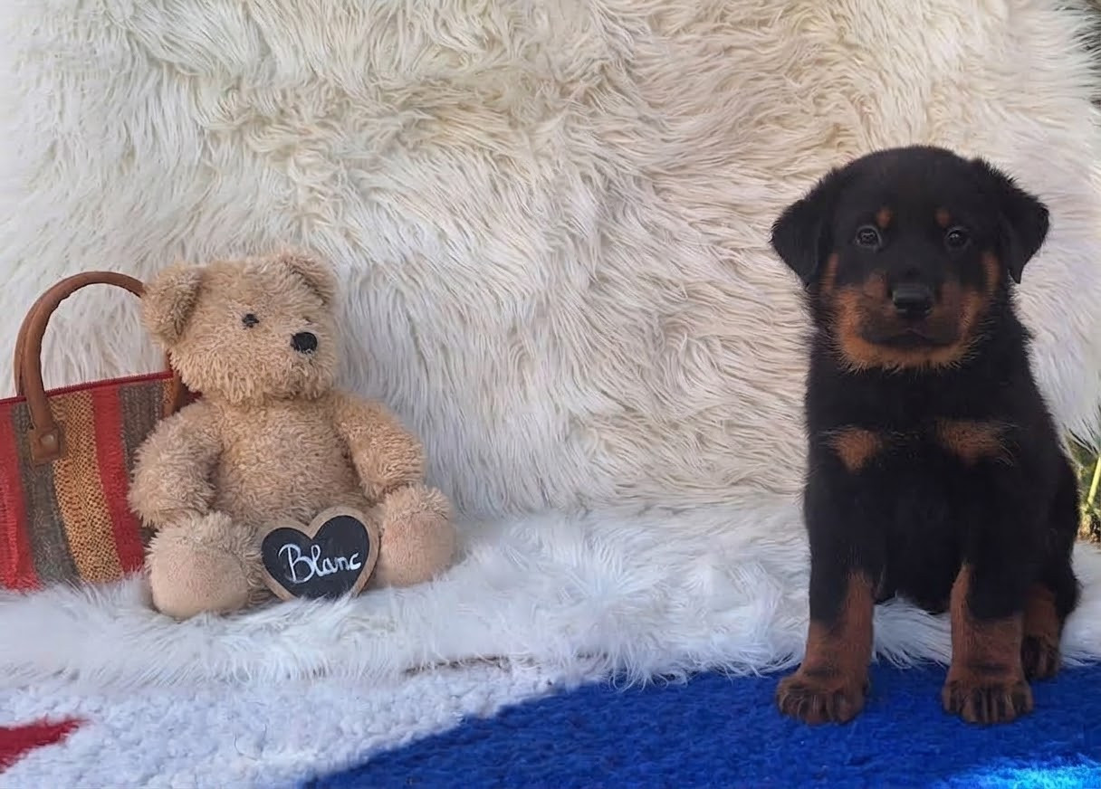 Des Pensées Bergères - Chiots disponibles - Berger de Beauce