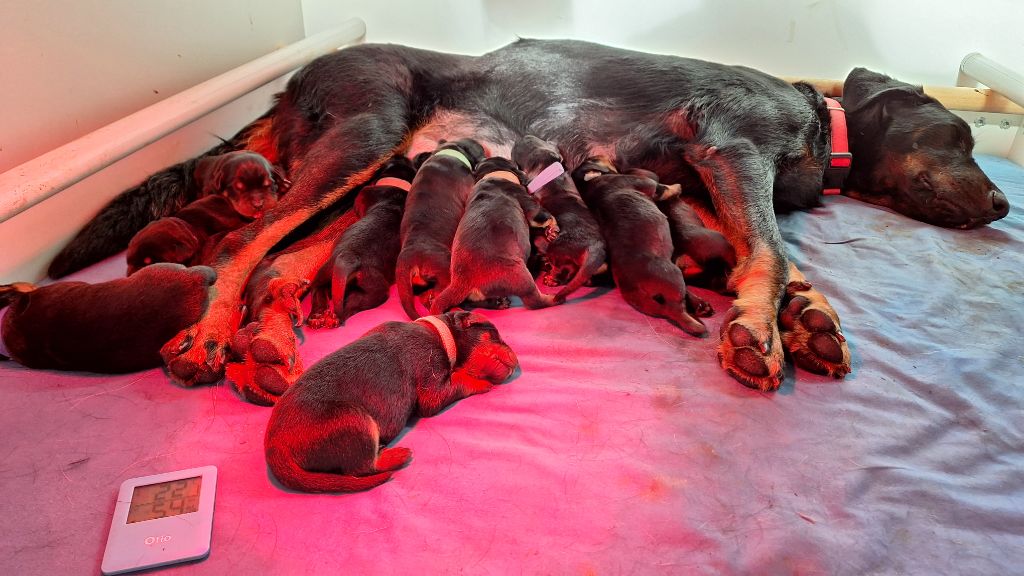 Chiot Berger de Beauce Des Pensées Bergères