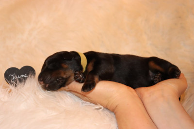 CHIOT FEMELLE COLLIER JAUNE