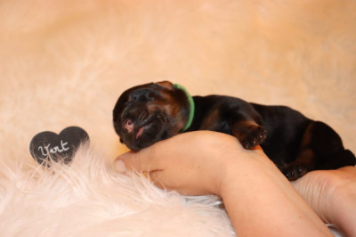 CHIOT FEMELLE COLLIER VERT