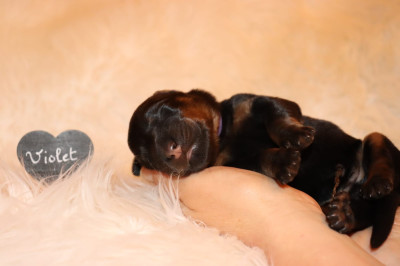 CHIOT FEMELLE COLLIER VIOLET